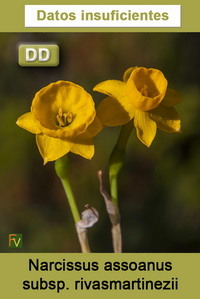 Narcissus assoanus rivasmartinezii