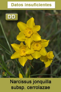 Narcissus jonquilla cerrolazae
