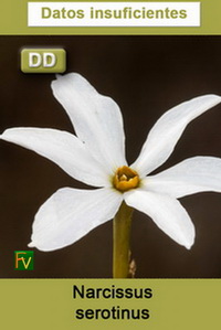 Narcissus serotinus