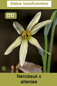 Narcissus x alleniae