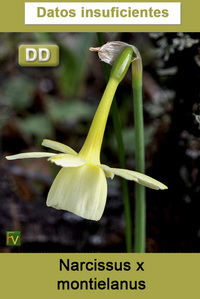 Narcissus x montielanus