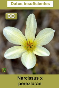 Narcissus x perezlarae
