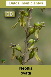 Neottia ovata