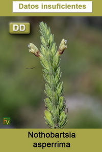 Nothobartsia asperrima