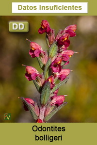 Odontites bolligeri