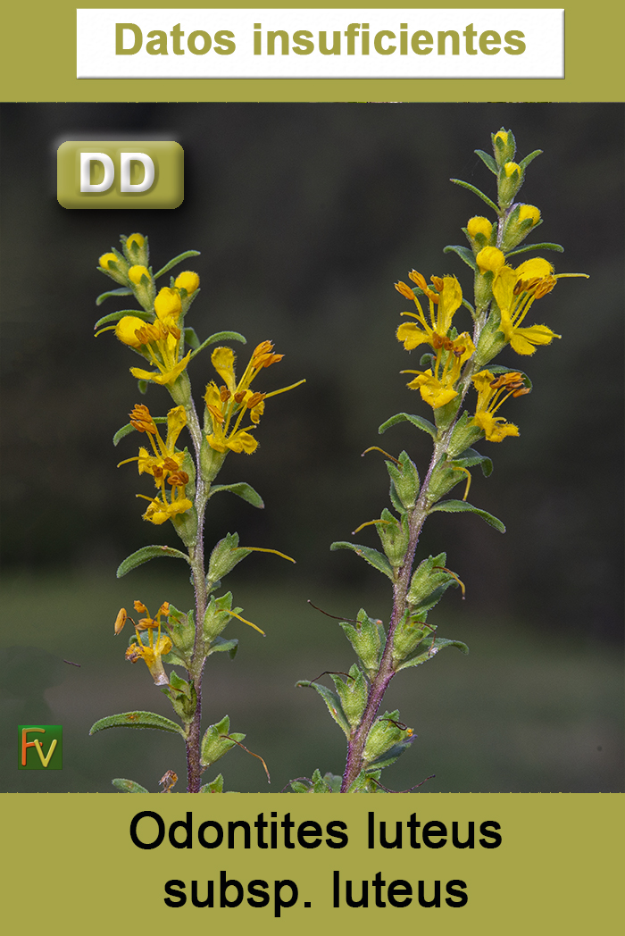 Odontites luteus luteus
