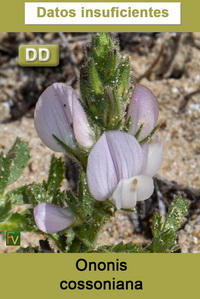 Ononis cossoniana