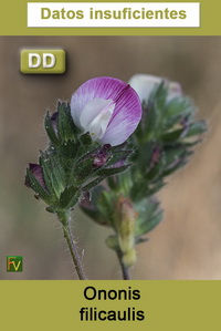 Ononis filicaulis