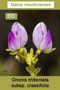 Ononis tridentata crassifolia