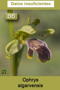 Ophrys algarvensis