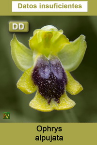 Ophrys alpujata