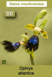 Ophrys atlantica