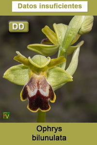 Ophrys bilunulata