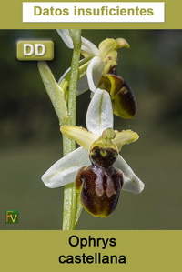 Ophrys castellana