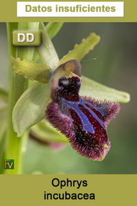 Ophrys incubacea