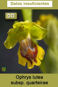 Ophrys lutea quarteirae