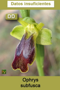 Ophrys subfusca