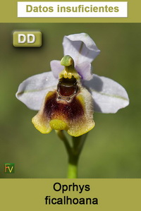 Oprhys ficalhoana