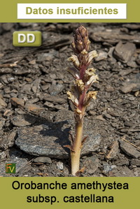 Orobanche amethystea castellana