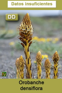 Orobanche densiflora