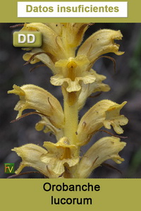 Orobanche lucorum