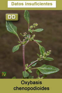 Oxybasis chenopodioides