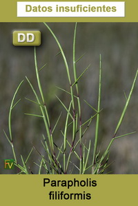 Parapholis filiformis