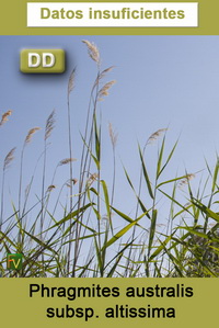 Phragmites australis altissima