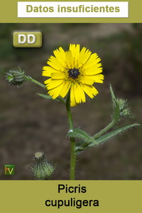 Picris cupuligera