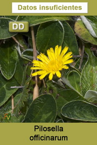 Pilosella officinarum
