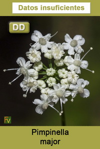 Pimpinella major