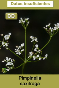 Pimpinella saxifraga