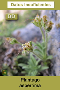 Plantago asperrima