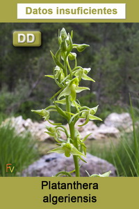 Platanthera algeriensis