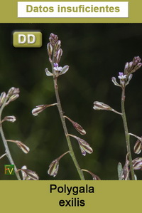 Polygala exilis