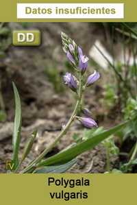 Polygala vulgaris