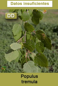 Populus tremula