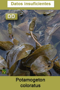 Potamogeton coloratus