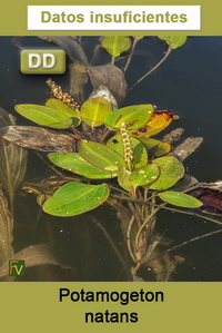 Potamogeton natans