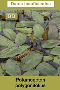 Potamogeton polygonifolius