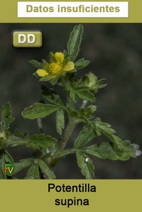 Potentilla supina