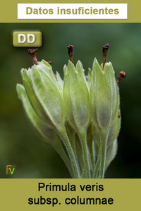 Primula veris columnae