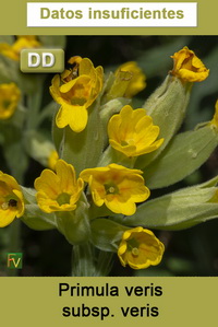 Primula veris veris
