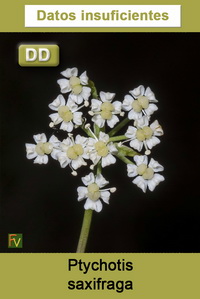 Ptychotis saxifraga