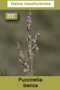 Puccinellia iberica