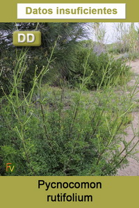 Pycnocomon rutifolium