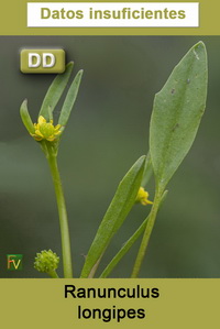 Ranunculus longipes