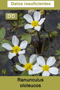 Ranunculus ololeucos