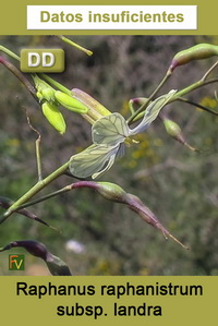 Raphanus raphanistrum landra