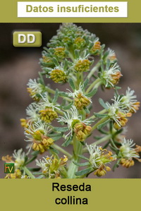 Reseda collina